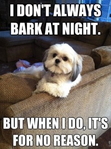 FunnyDogPic04